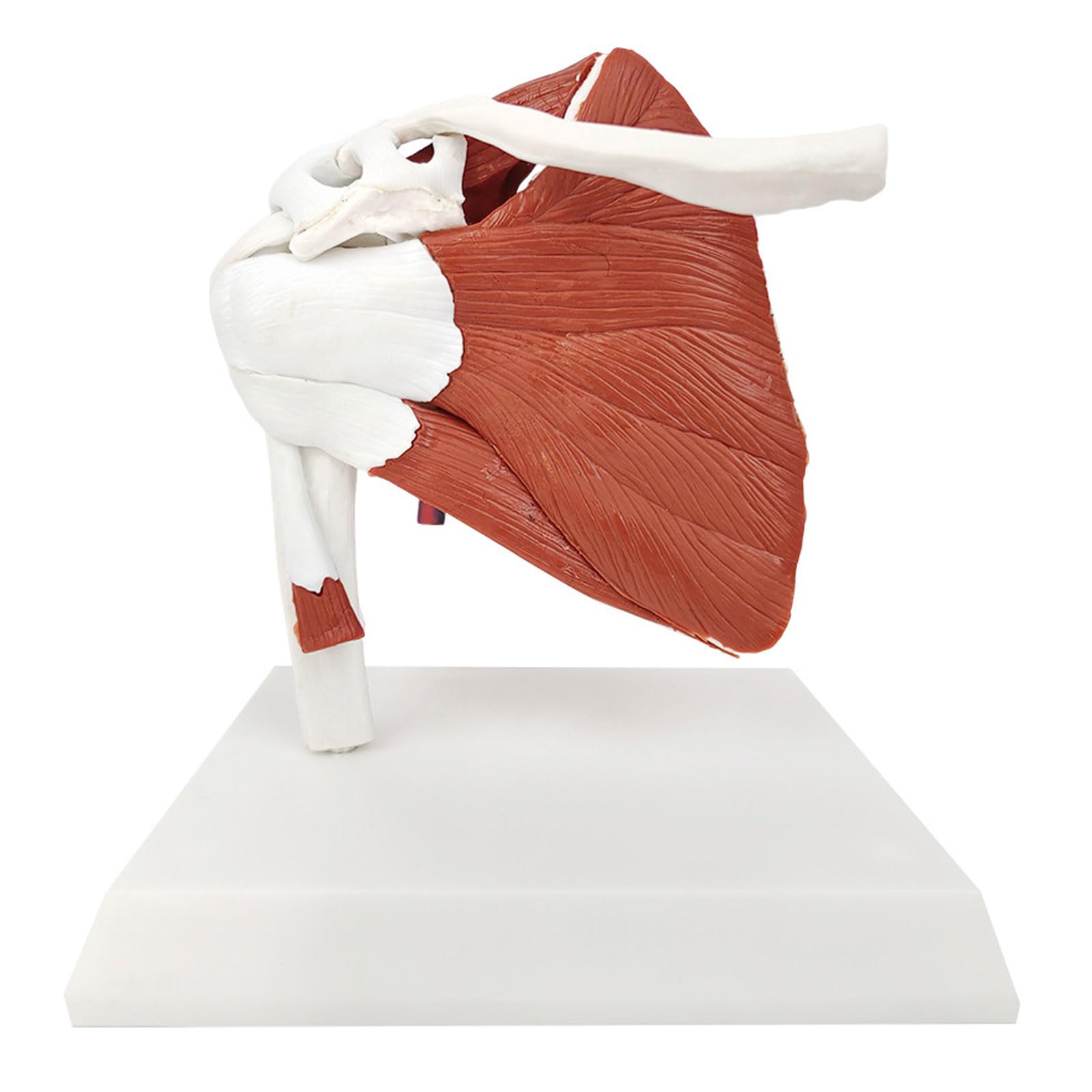 Anatomía Humana Musculoso Hombro Cinturón Escápula Clavícula Modelo Esqueleto Articulación Ligamento Médico Equipo De Enseñanza