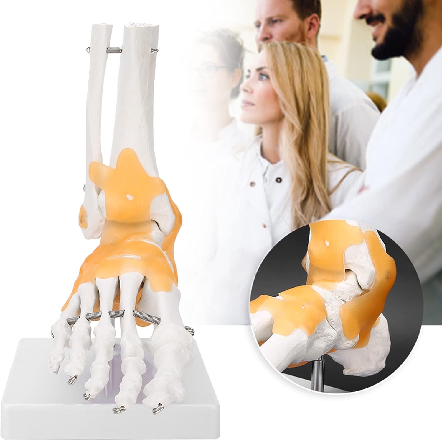 Anatomiczny model stopy naturalnej wielkości ze stawami i więzadłami