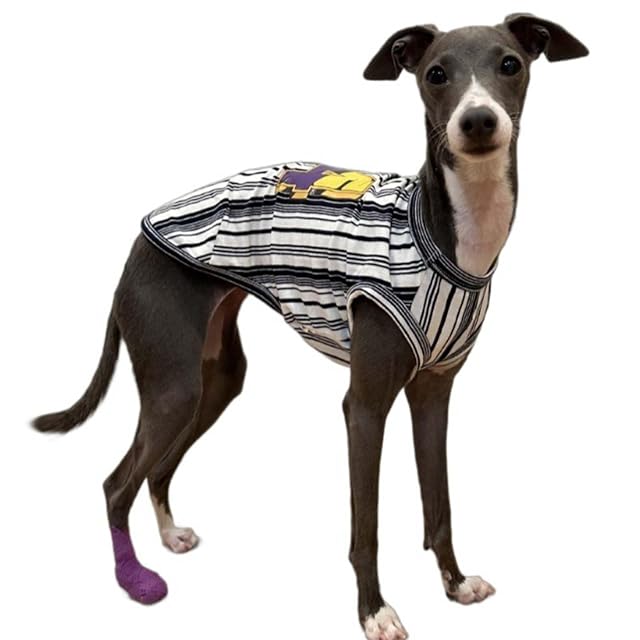 UOSIA Camisas para Perros, Ropa, Galgo Italiano, Whippet, Camisetas sin Mangas para Perros de Verano