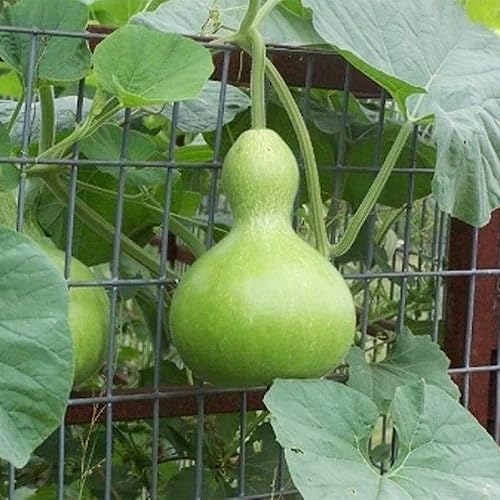 Miniatura 3 de QAUZUY GARDEN 25 semillas gigantes de calabaza en botella (calabaza de cáscara duracalabash) semillas de vid Lagenaria Siceraria  Calabaza