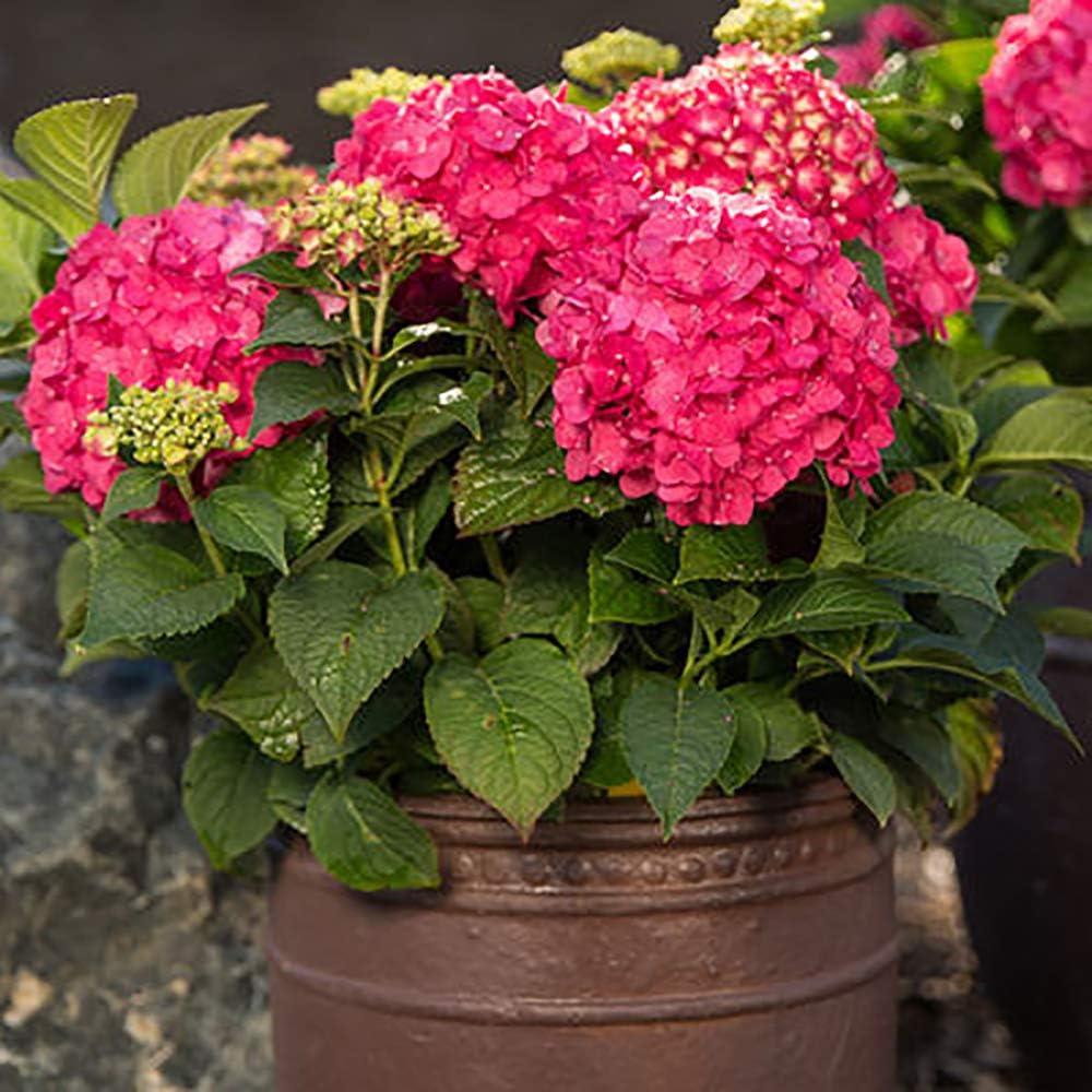 Endless Summer Hydrangea Summer Crush Hydrangea, 1 Gallon, Hot Pink Blooms with Green Foliage