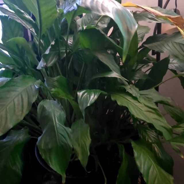 glacier pothos Pothos N'Joy  Spilled Dirt Nursery
