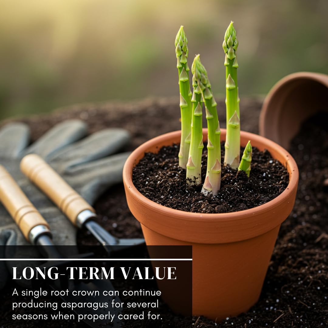 Millennium Live Asparagus Bare Root Plants – 2-Year Crowns – Productive Perennial Vegetable for Home Gardens – 15 Healthy Crowns (Cannot Ship to California)