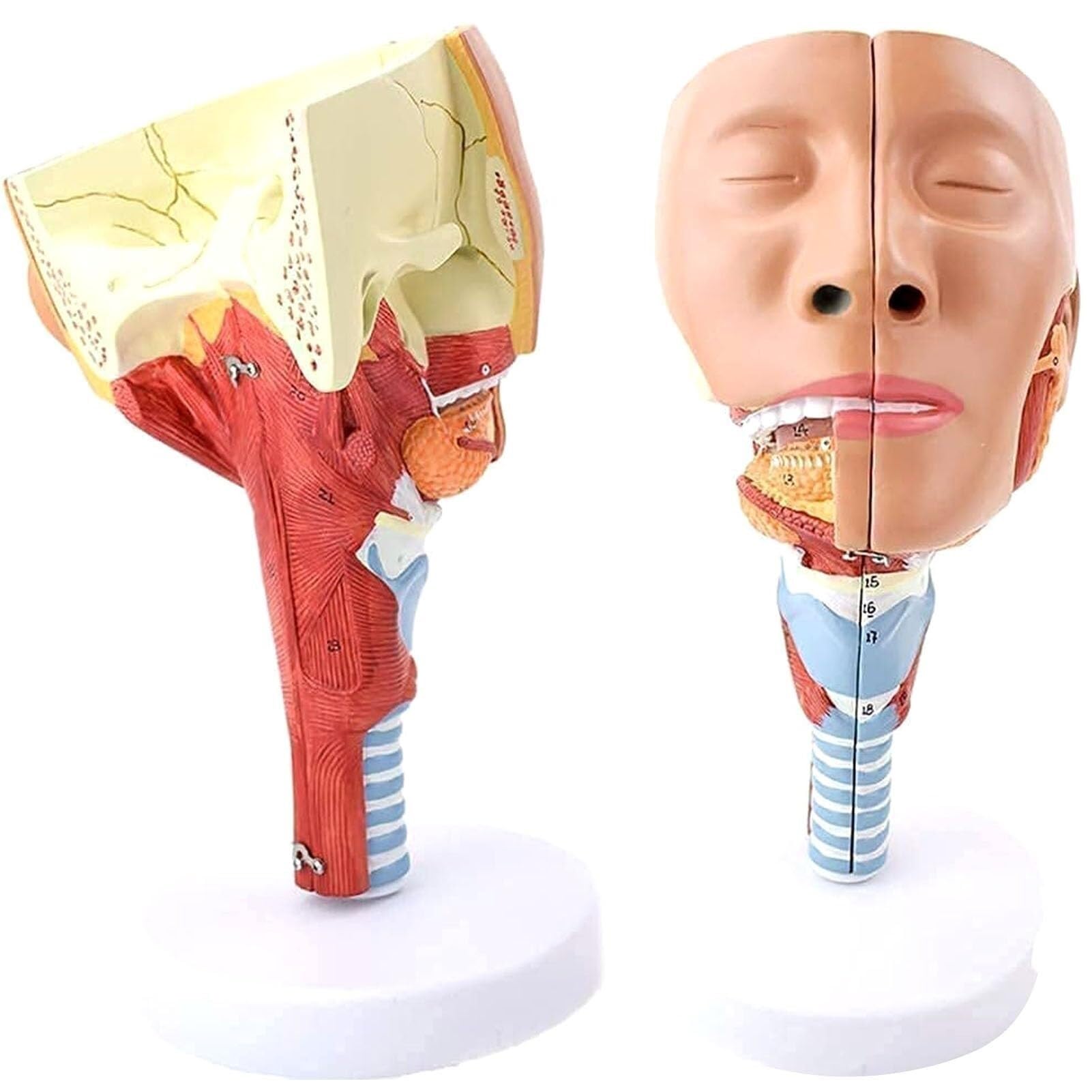 HEQIM Head Anatomy Pharyngeal Muscle Nasal Cavity Throat Mouth Nose Tongue Muscle Anatomy Model Human Body Model Medical Organ School Teaching Display Teaching Supplies