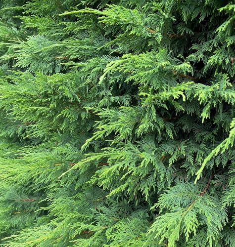 Direct Plants Green Leylandii Cupressocyparis Leylandii Hedging Trees 4-5ft Supplied in 3 Litre Pots