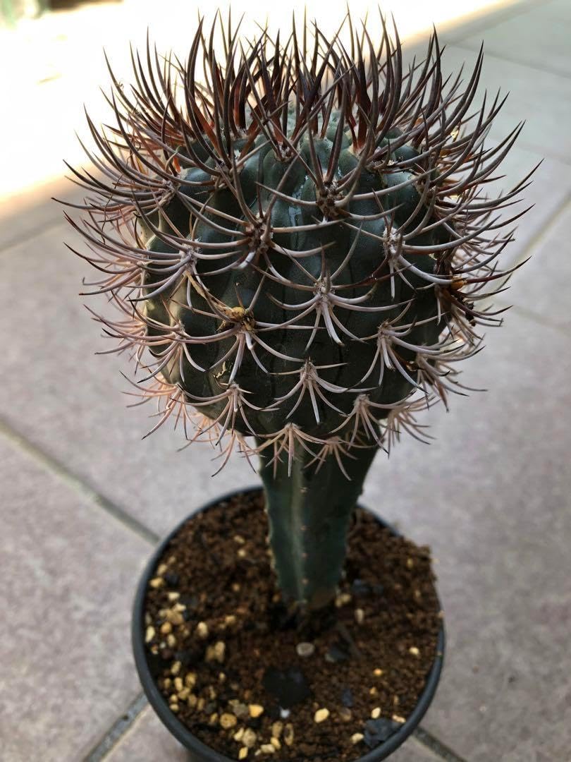 プヤ セルーレア 7?8?ヘッド 抜き苗 fit=scale-down,w=1200 プヤ プヤ セルーレア 7?8?ヘッド 抜き苗 fit=scale-down,w=1200 プヤ