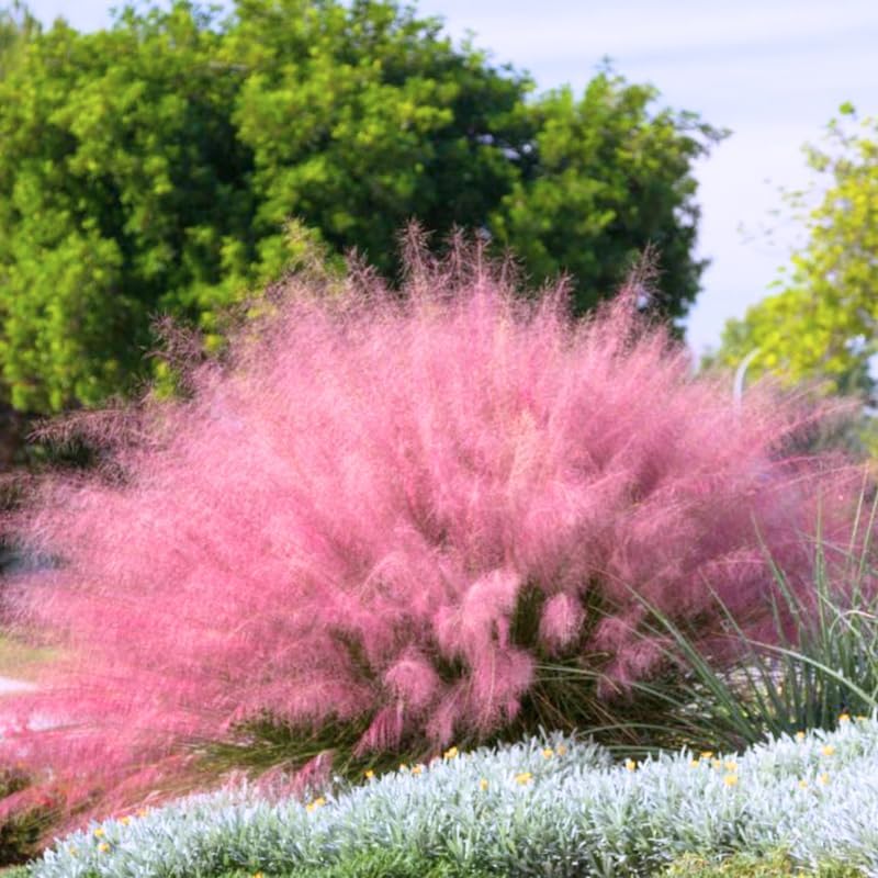 3 Pink Muhly Grass Live Plants, Pink Muhly Grass Plants, 4 to 6 Inch Tall, No Pot for Planting Outdoor Garden