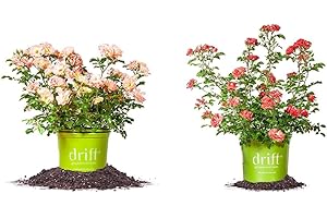 Bring Life to Your Garden with Peach Drift and Coral Drift Roses,...