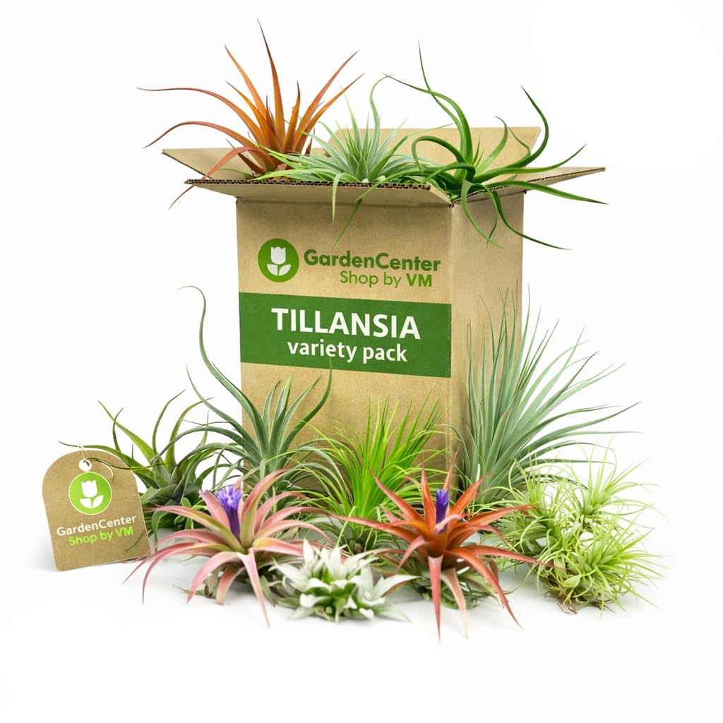 Garden Center Shop | Pack Tillandsias Naturales | Plantas Aéreas Sin Tierra | Set Variado Decorativo | Fácil Cuidado | Ideal Interior y Regalo (5)