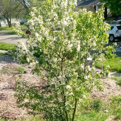 Flowering tree in the 2rd rain garden