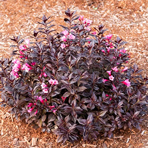 Bloomin' Easy® Weigela Stunner™ 4" Potted Rocketliners® Set Of 3 Plants By Van Zyverden #TOP2