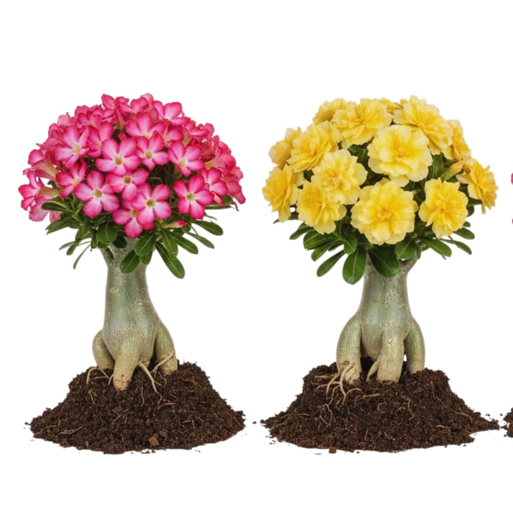2 Mixed Desert Rose Live Plants, Adenium Houseplant, 4-7 Inch Tall | Extended Bloom, Desk Shelf Plant, Office Desk Decor, Live Rooted Plant, Drought Tolerant, Occasional Water