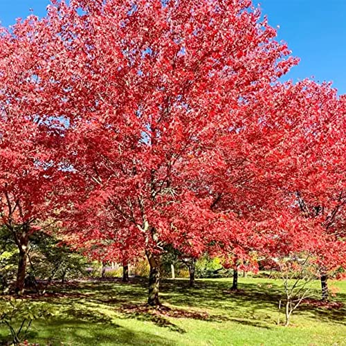 Qauzuy Garden 25 Smooth Japanese Maple (Acer Palmatum) Palmate Maple Seeds, Non-Gmo Heirloom Seed, Striking Perennial Ornamental Specimen Feature Trees Bonsai #TOP6