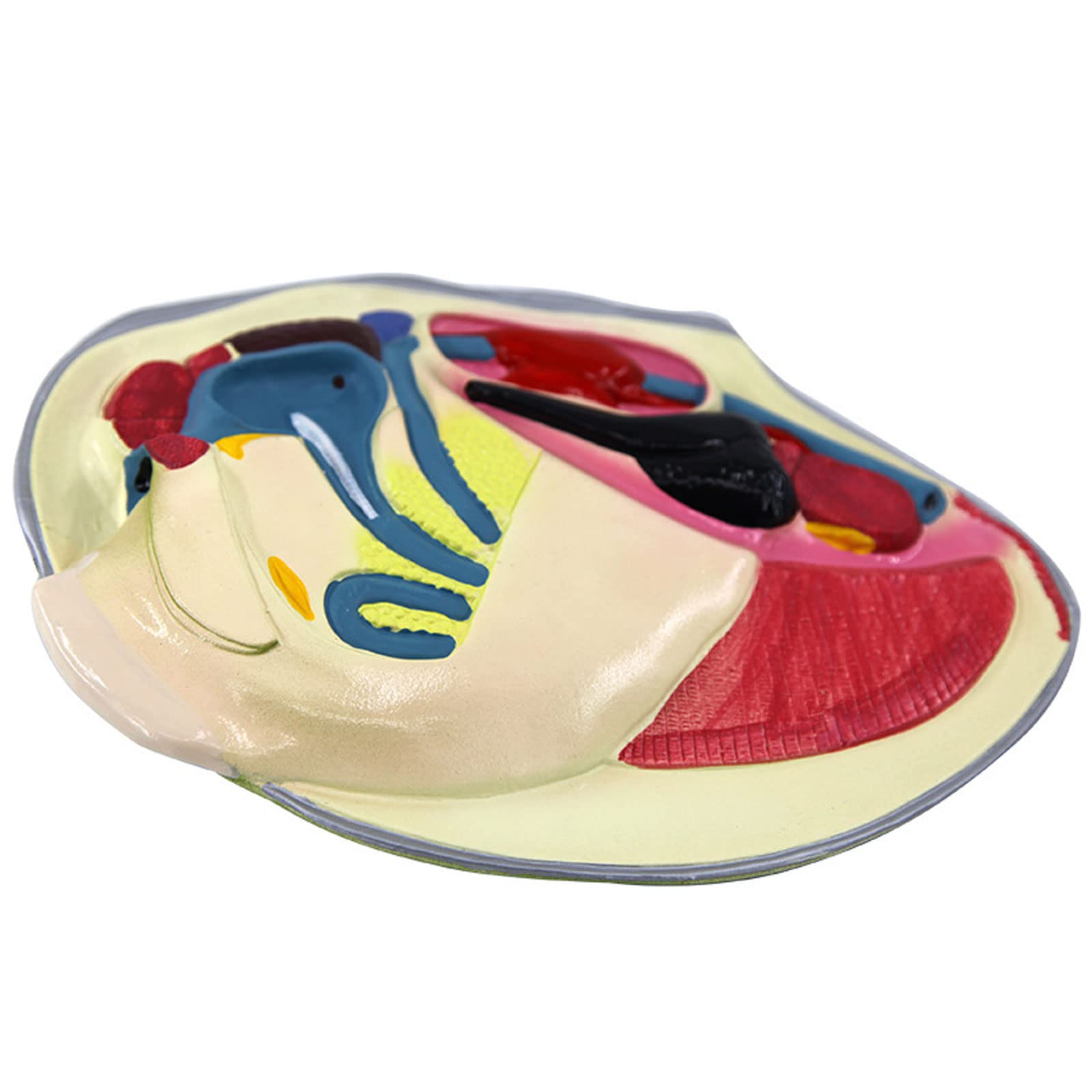 Muschelmodell, anatomisches Mollusken-Tiermodell, Fluss-anatomisches Modell für den Schulunterricht in Biologie, Naturwissenschaften