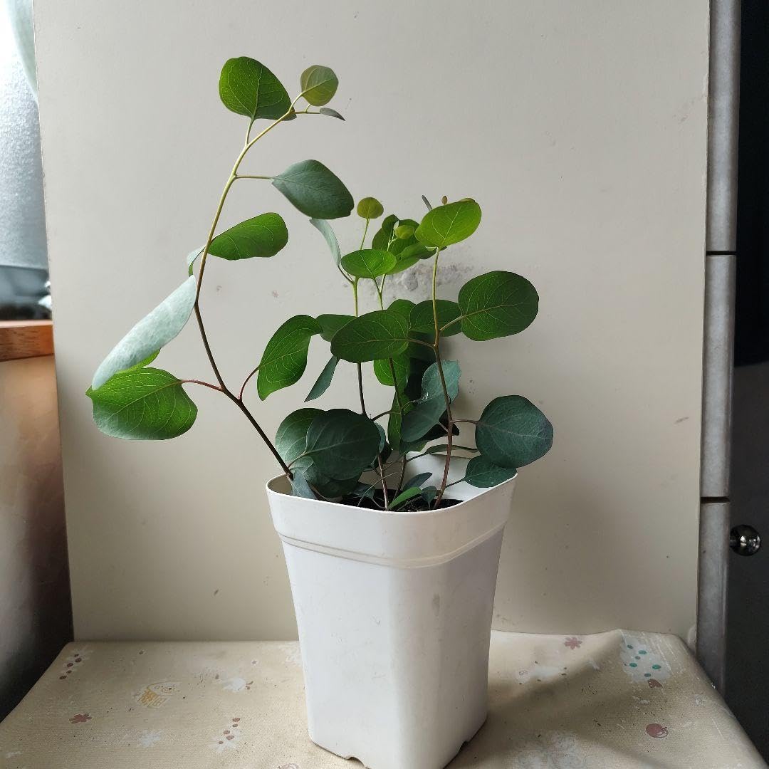 ●ポットごと♡ポポラス♡8号♡花粉症に効く♡ユーカリ♡大苗♡ガーデニング Amazon｜ユーカリの苗 ポポラス｜観葉植物 オンライン通販