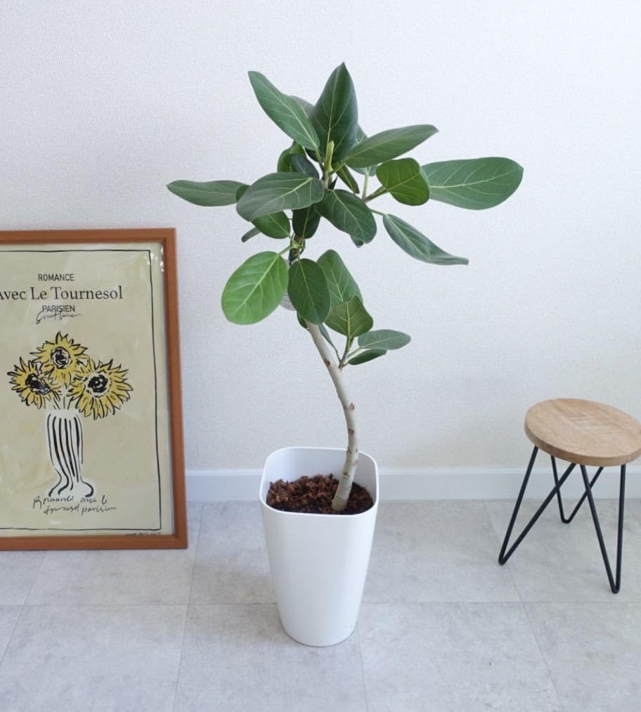 2 フラワー・ガーデニング フィカス ベンガレンシス 曲がり 鉢皿付き＋