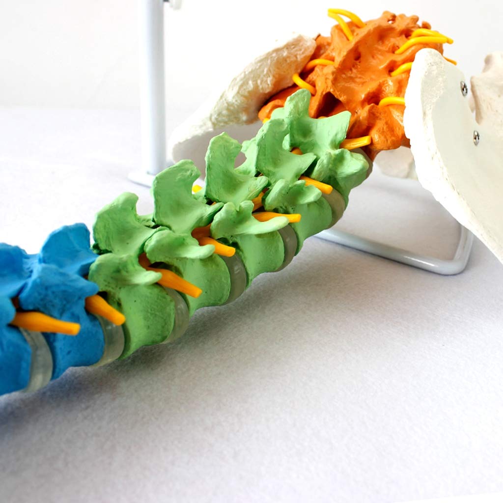Modelo De Columna Flexible - Modelo Médico Clásico De Columna Vertebral - Modelos Científicos De Anatomía Humana - para Estudio Enseñanza Modelo Médico, Equipo De Laboratorio