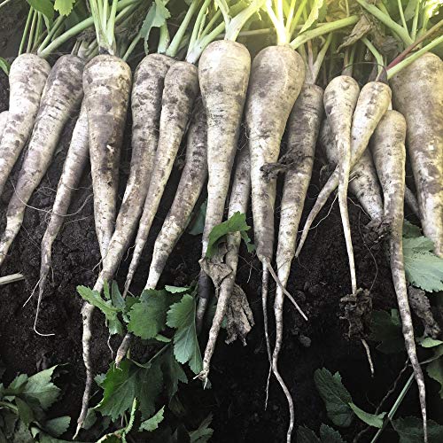 Parsnip 'Warrior' F1 Hybrid Pastinaca Sativa Hardy Annual Ve