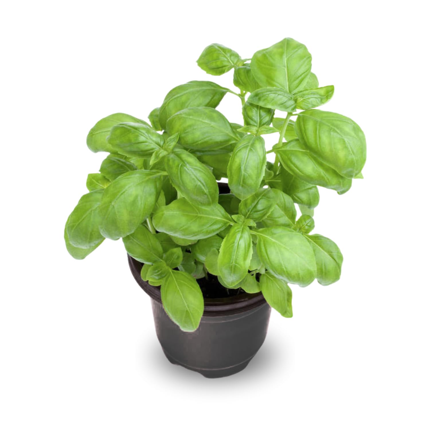 5 Best Huge Basil Plant | Don't Settle for Seedlings