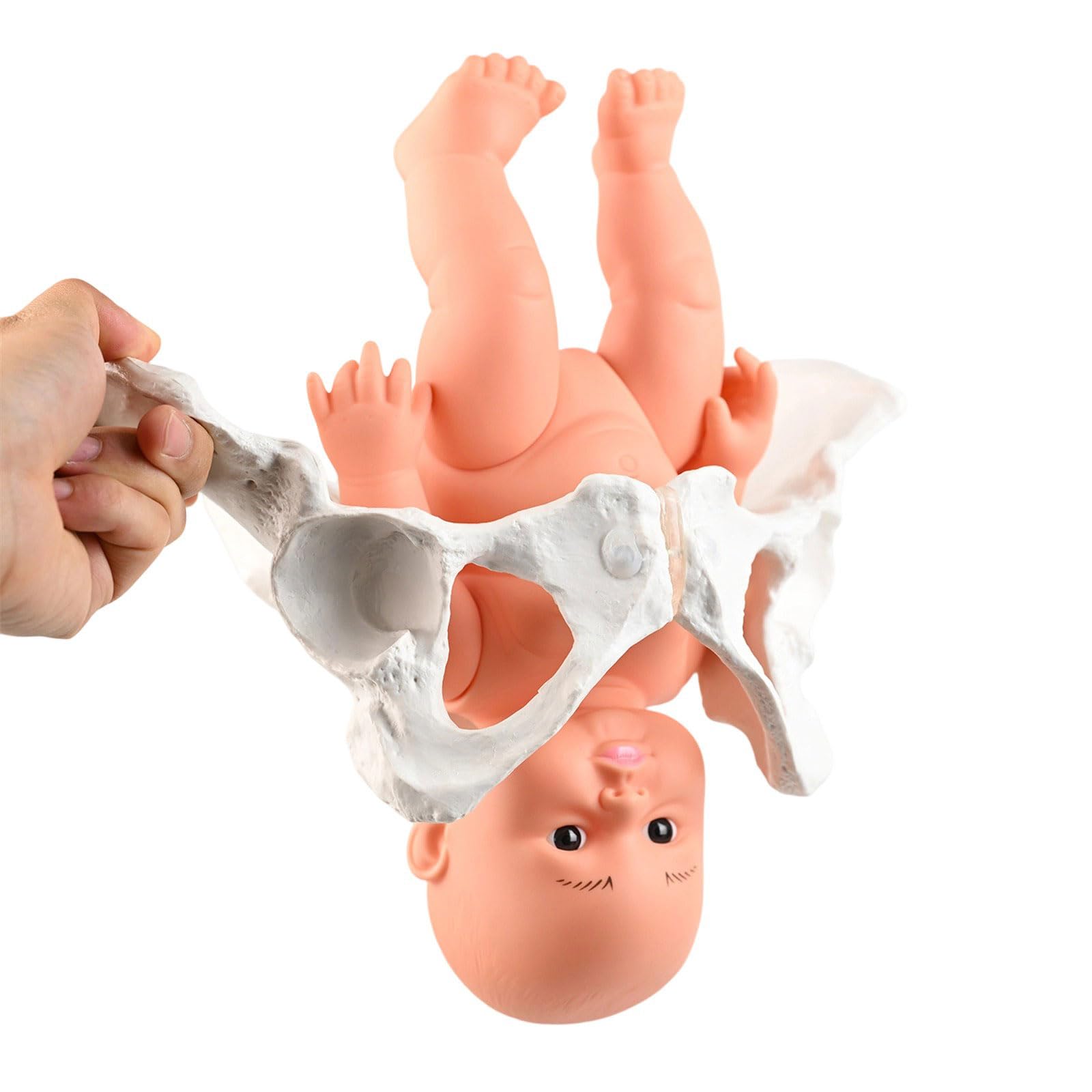 Modello di bacino femminile con ostetricia bambino insegnamento donne aiuto mobile per ostetrica educativa femmina e bambino