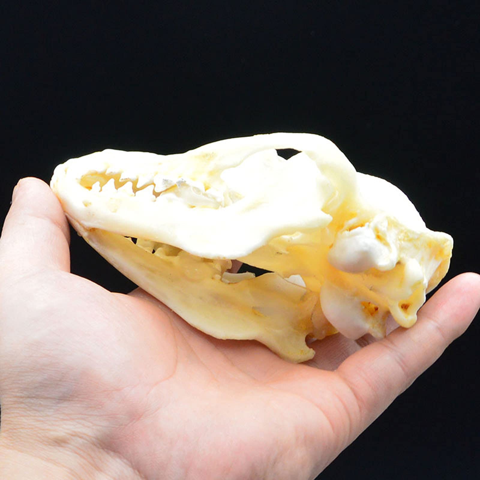 Amazon.co.jp: タヌキの頭蓋骨の動物の骨の装飾品本物の動物の頭蓋骨の