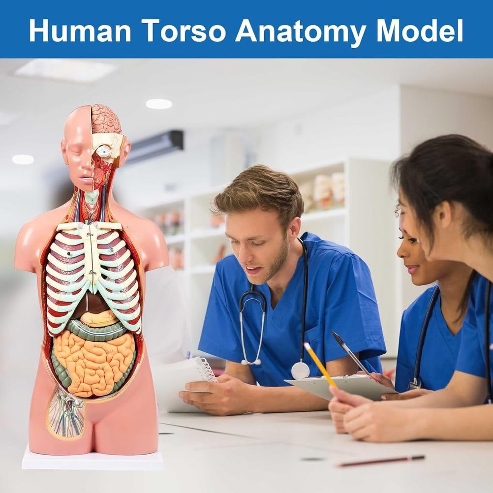 Modello anatomico del Torso Umano Rimovibile in 19 Parti, 85 cm, con Cuore, Cervello, organi viscerali, Strati muscolari, Ossa, vasi e nervi, Manuale per l'educazione Medica e scientifica