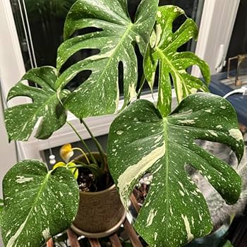 614Eh3EVkiL._AC_UF350, 614Eh3EVkiL._AC_UF350,