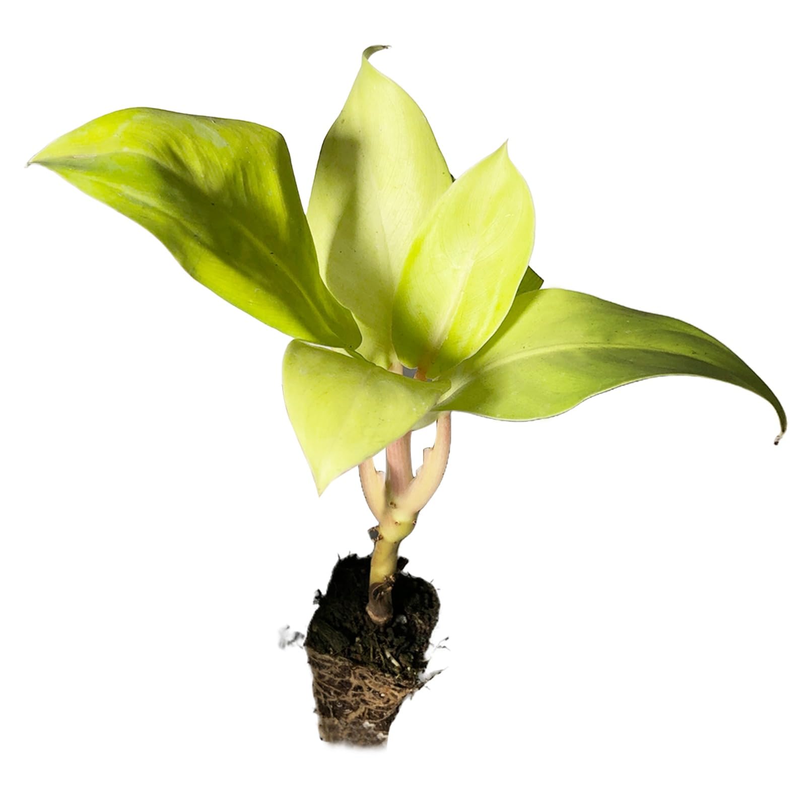 ATHROVIA Philodendron Ceylon Golden Live Plant for Indoor and Outdoor Garden | Air Purifying Plant | Decorative Healthy Plant | Saplings with out pot| Pack of 5 | (B0CYQ3YRT2) Amazon Price History, Amazon Price Tracker