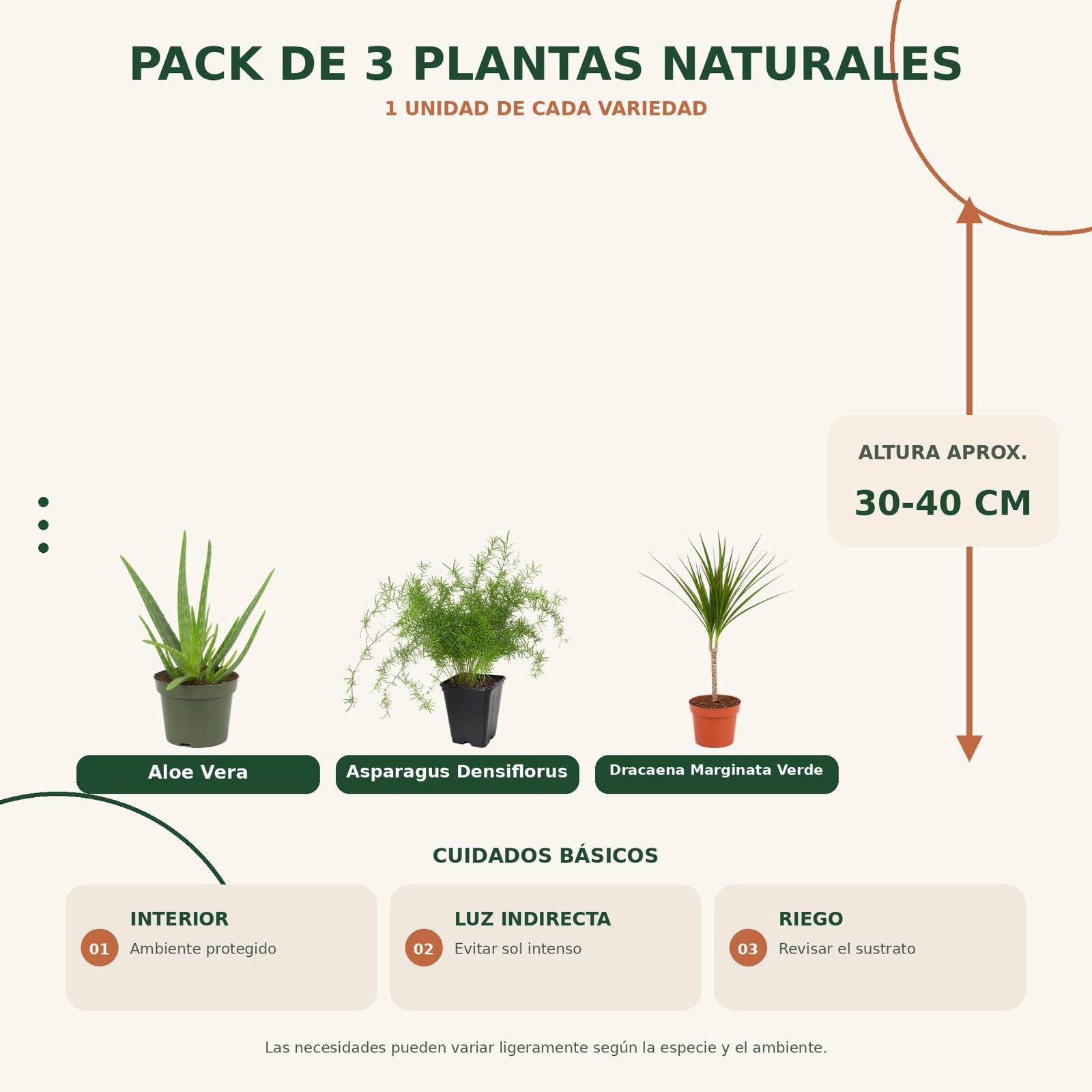 Pack 3 Plantas: Sábila, Helecho Espárrago y Drácena DECOALIVE