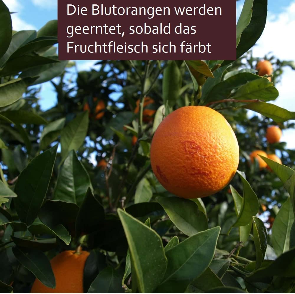 ARISTOS Griechische Blutorangen Moro | Saftig Süß Säuerlich | Frische Ernte aus Griechenland (5 KG)