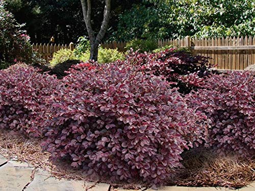 1 Daruma Dwarf Loropetalum 3 gallon image