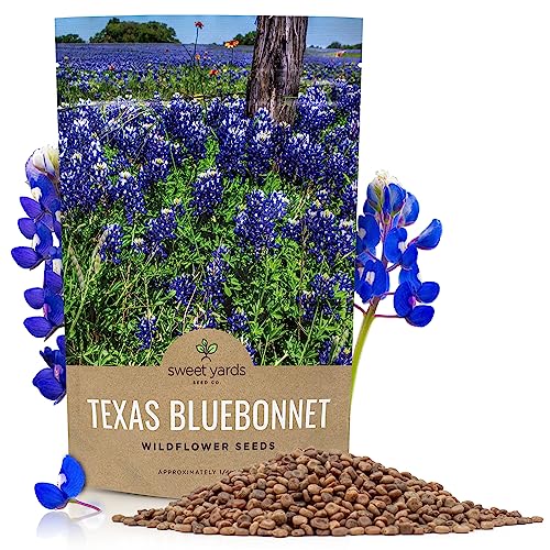 Texas Bluebonnet Wildflower Seeds - Bulk 1/4 Pound Bag - Over 4 000 Native Seeds - Texas State Flower!