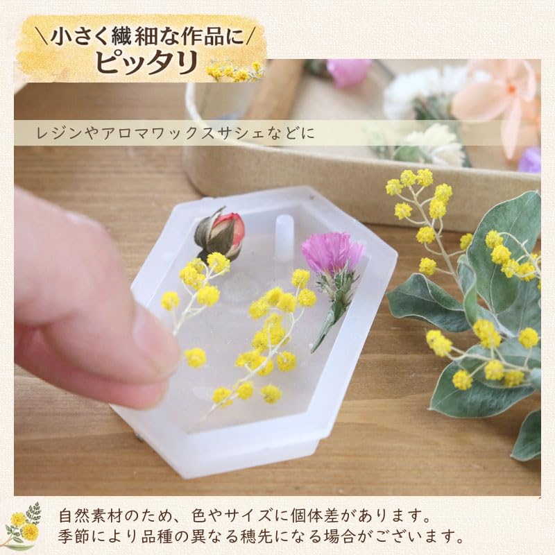 Amazon | ミモザ ドライフラワー 【A6サイズ】 アカシア (穂先20本