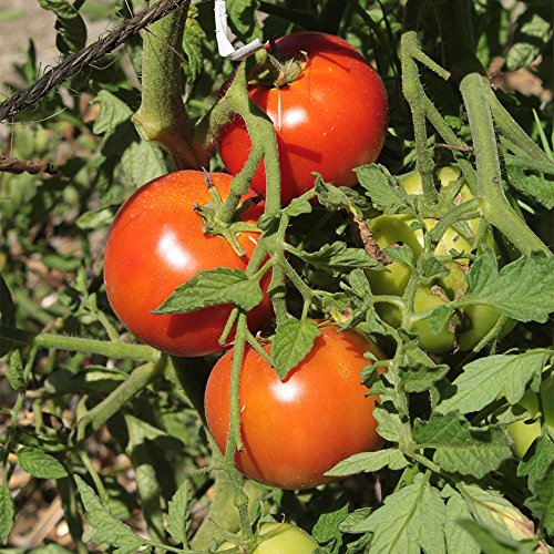 Seeds Of Change 1613 Super Sioux Tomato, Red #TOP3