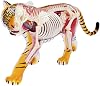 models Tiger Animal Anatomy Model Biological Model Animal Organ Anatomy Science Teaching Forest Animal Model Organs Model body