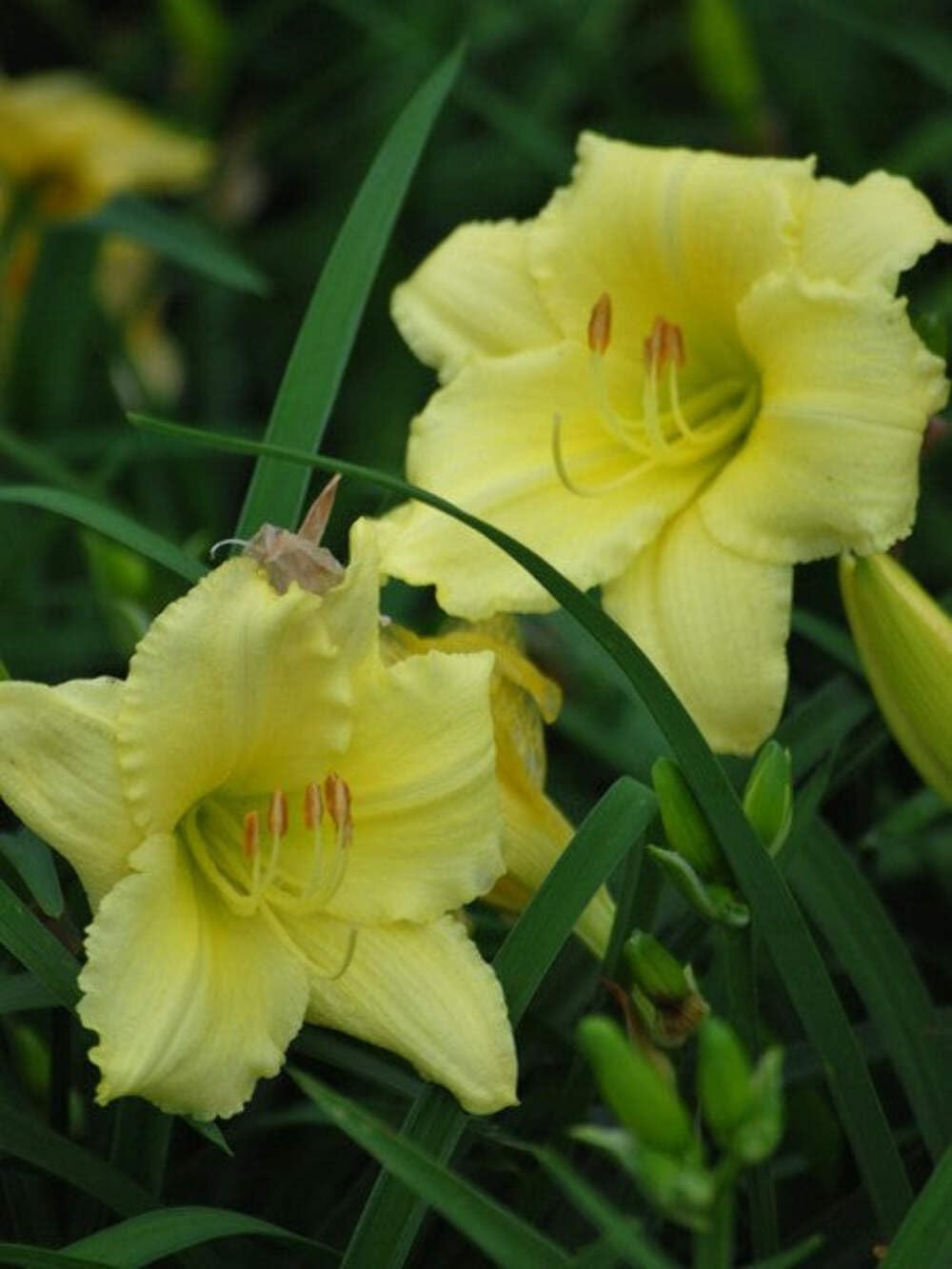 Perennial Farm Marketplace Hemerocallis 'Gail's Fragrant Treasure' (Daylily) Perennial, Size-#1 Container, Yellow Flowers