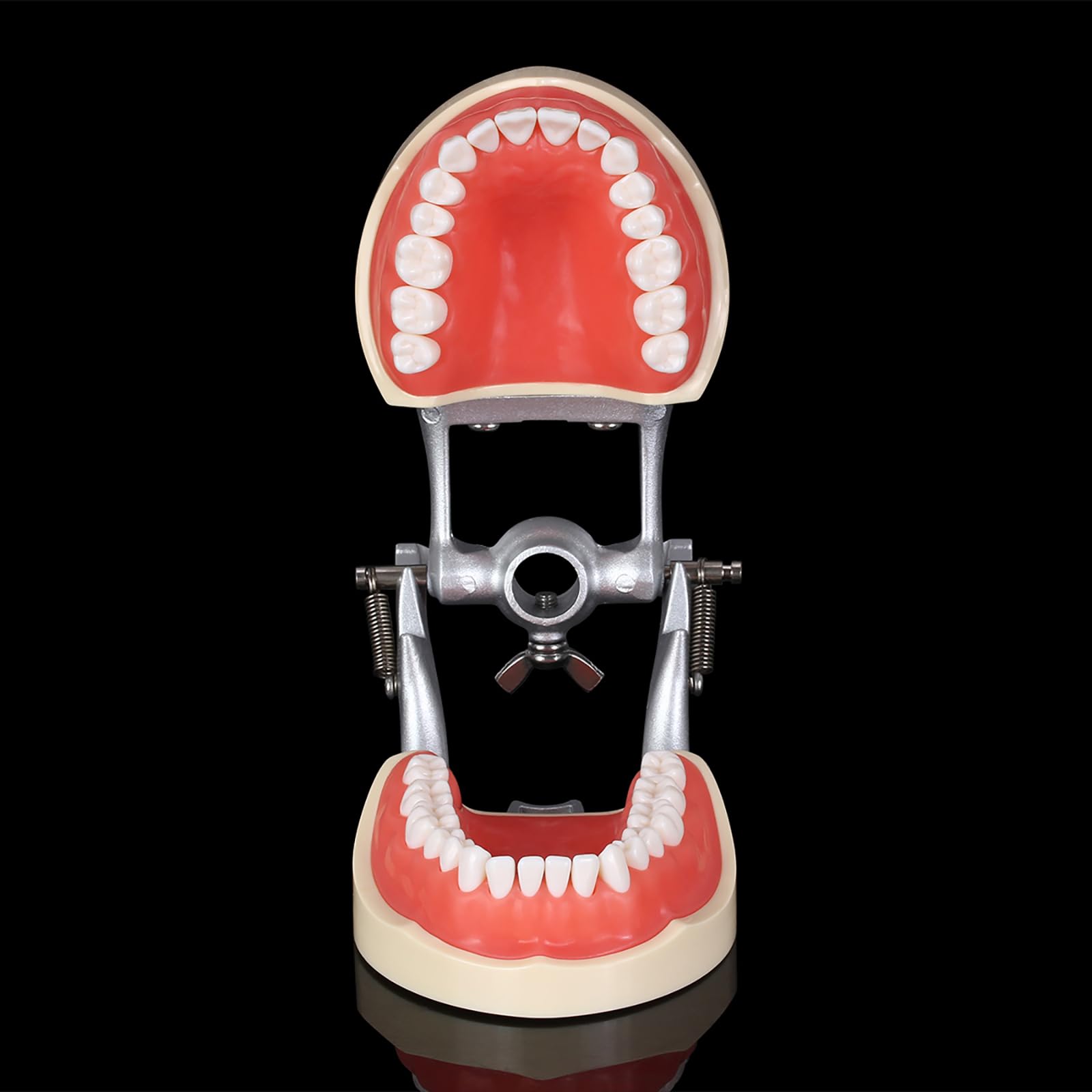 Modello di Insegnamento Orale, Modello di Preparazione del Dente Staccabile E Sostituibile a 32 Denti a Bocca Piena, Utilizzato per L'insegnamento Dentale E L'igiene Orale