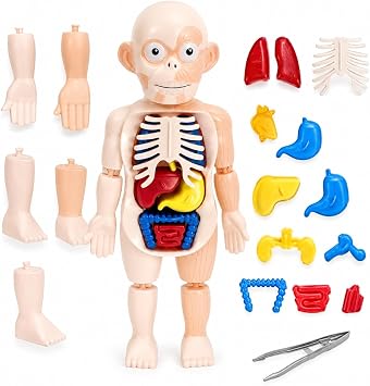 Generico Modèle Anatomique du Corps Humain 3D avec Organes Amovibles