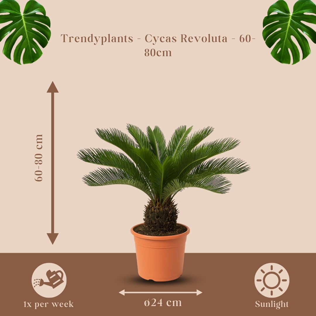 Trendyplants Cycas Revoluta - Palma sago giapponese - Pianta da giardino - Altezza 60-80 cm - Dimensione vaso Ø24 cm