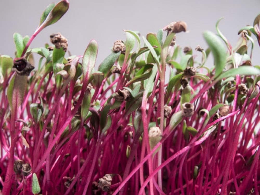 Beet Seed, Beets Sprouting Seeds, Microgreen, Sprouting, 3 LBS, Non GMO - Country Creek Acres Brand - High Sprout Germination- Juicing, Gardening, Hydroponics, Growing Salad Sprouts