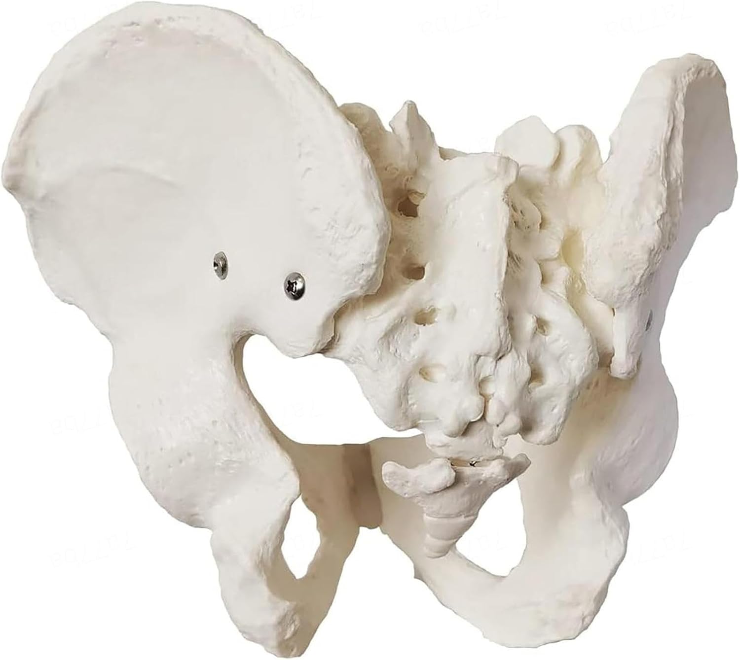 Life-Size Female Pelvic Skeleton Model, Male and Female Pelvic Models, Anatomical Medical Models for Scientific Education, Study Anatomical Features(Male)