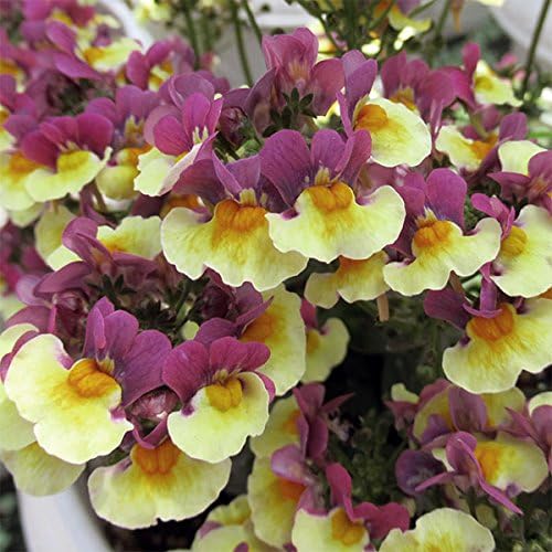 Amazon Co Jp ネメシア チョコバナナ3号ポット 2株セット ユニークな色が新鮮 Diy 工具 ガーデン Amazon Co Jp ネメシア チョコバナナ3号ポット 2株セット ユニークな色が新鮮 Diy 工具 ガーデン