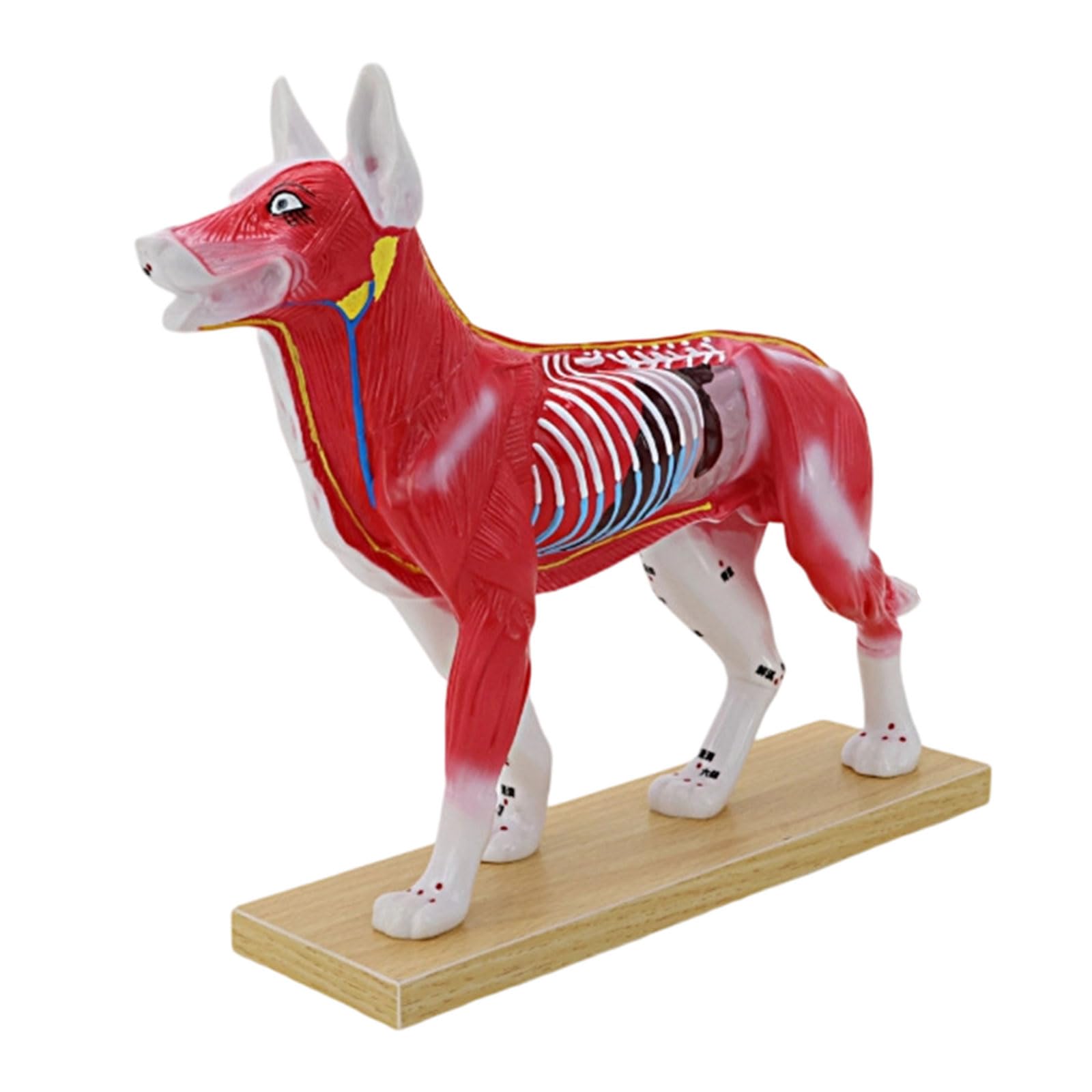 Herramienta de enseñanza veterinaria Modelo anatómico de punto de acupuntura felino canino con puntos meridianos marcados para entrenamiento clínico Modelo de práctica de punción para mascotas