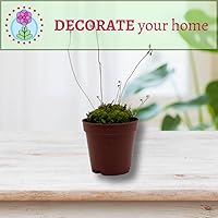 Vista 6 de BubbleBlooms Drosera, Sundews, Planta carnívora rara, en 2 pulgadas Pot Capensis Cape