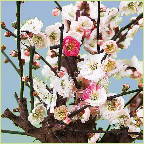 緑の梅の花 楽天市場】八重緑萼 ヤエリョクガク(花梅）【庭木花木・花梅・は