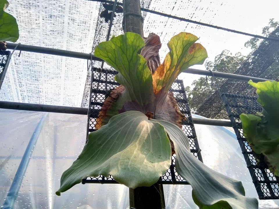 Amazon.co.jp: P.Ramasoon (P.andinum x P.elephantotis) @bikamori