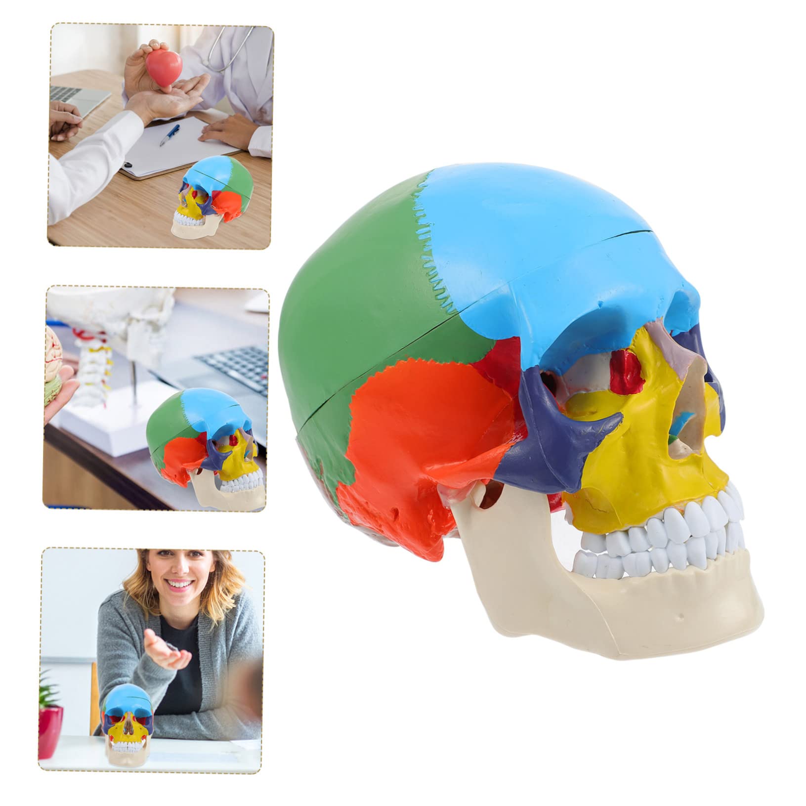 CHILDWEET Model Czaszki Medycznej Edukacyjny Model Czaszki Ludzkiej z Realistycznym Wyglądem Narzędzie Do Nauki Anatomii Dla Studentów Wysoka Jakość i Bezpieczny Materiał