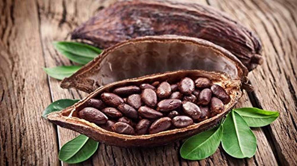 Creative Farmer Live Fruit Plant Coco/Chocolate Plant Cocoa Tree Botanical (Cacao Family) Exotic For Home Garden Plant(1 Healthy Live Plant) (PLANT-24-COCOFRT29ll@) (B08P5TRWYK) Amazon Price History, Amazon Price Tracker