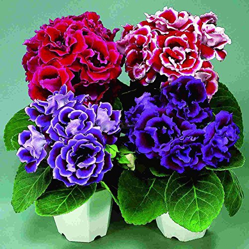 Sellify 9 Colors Can Be Choose Gloxinia Seeds Perennial Flowering Plants Sinningia Speciosa Bonsai Suitable Balcony Flower - 100 Pcs (B0716HNX45) Amazon Price History, Amazon Price Tracker