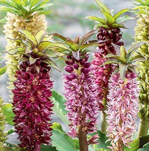 SRUSHTI TRADERS Pineapple Lily Spectacular - 1 Lily Bulb